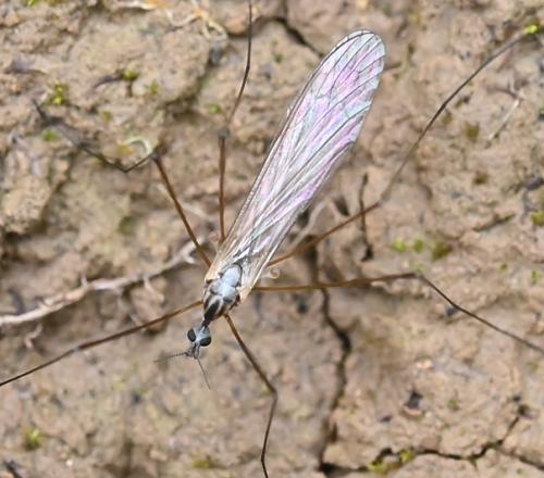 Dicranomyia sp.